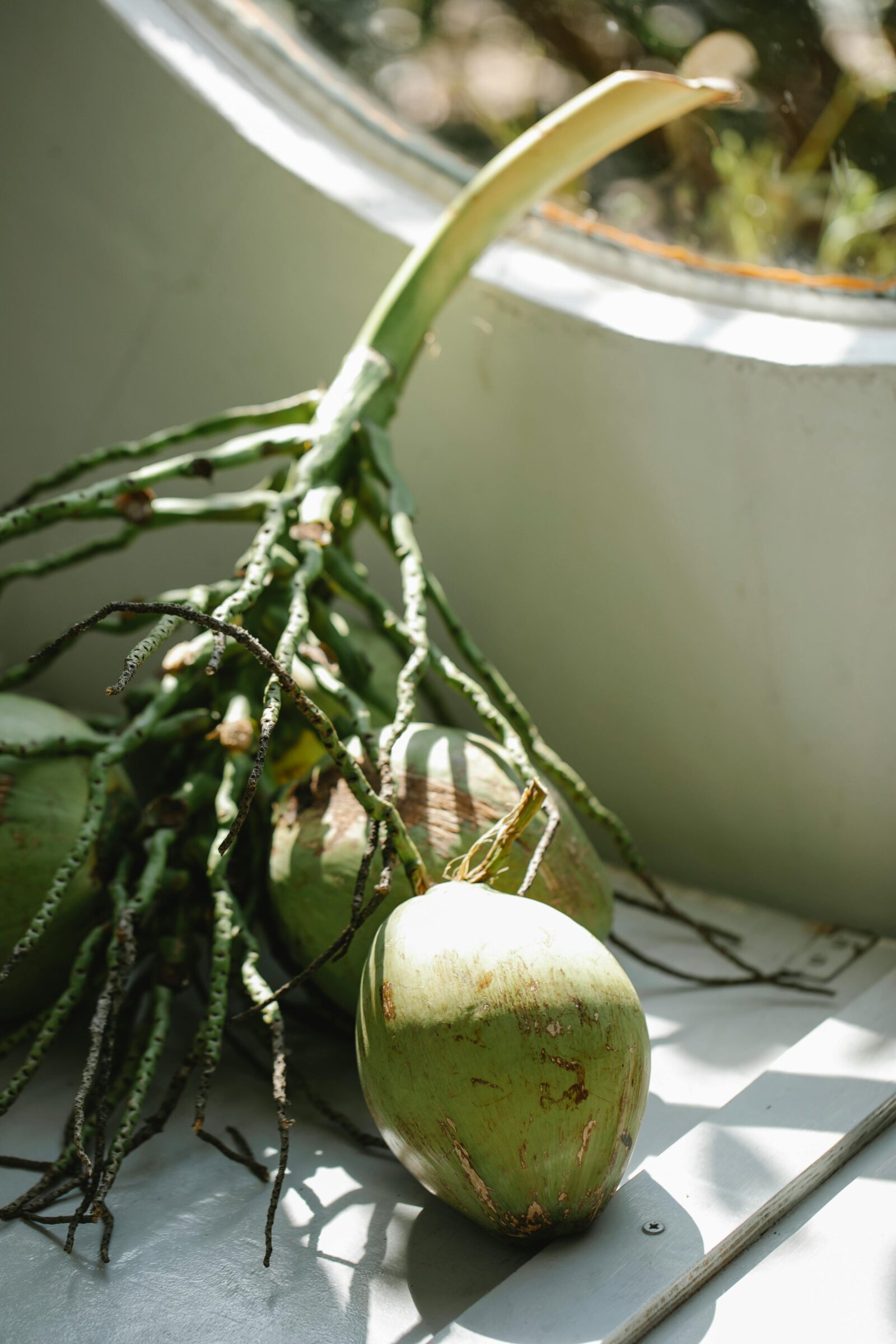 Aceite de coco en el cabello