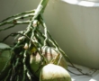 Alimentación para una piel y un cabello saludables