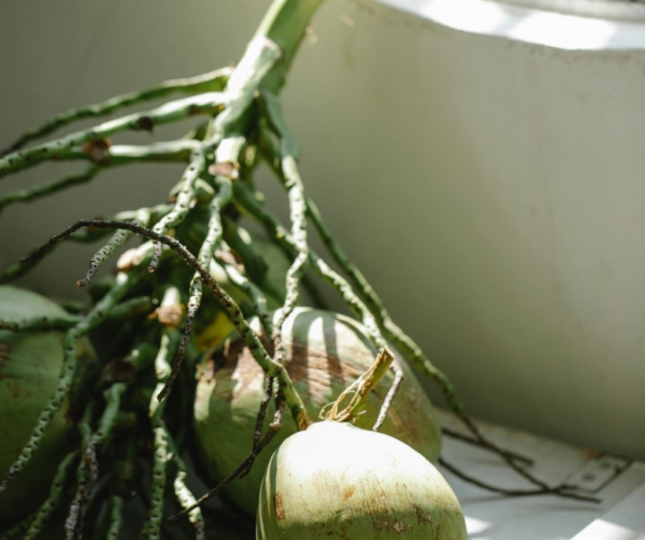 Aceite de coco en el cabello: cuándo usarlo y cuándo evitarlo